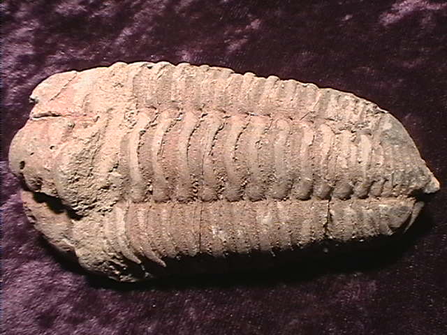 Fossil - Trilobite - Flexicalymene - 92mm - Click Image to Close